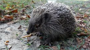Lubelskie: Nastolatkowie wydłubali jeżowi oczy zapałkami