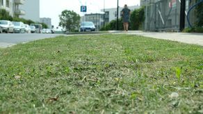 Trawa na ul. Kryształowej ma zaledwie kilka centymetrów wysokości. W piątek pana z kosiarką nie spotkaliśmy, ale trawniki były świeżo skoszone