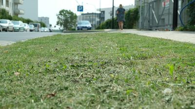 Trawa na ul. Kryształowej ma zaledwie kilka centymetrów wysokości. W piątek pana z kosiarką nie spotkaliśmy, ale trawniki były świeżo skoszone