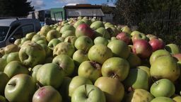 Sadownicy podkreślają, że zbiory w tym roku z pewnością będą niskie