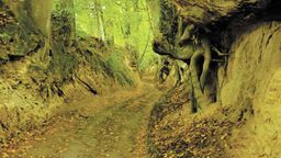 Petycje w obronie Wąwozu Czarnego podpisało już 1800 osób