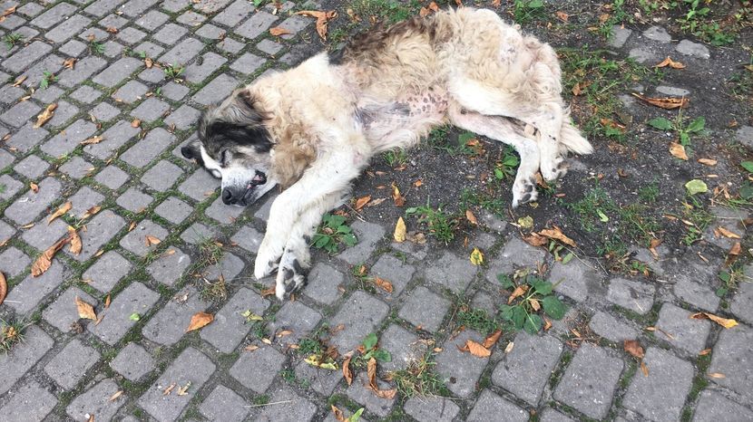 Życia Atosa, mimo wysiłku lekarzy, nie udało się na dłużej uratować. Pies zdechł w maju br., po 9 miesiącach od czasu zabrania go z terenu parafii, kiedy to zdaniem obrońców zwierząt Atos był „w stanie agonalnym”