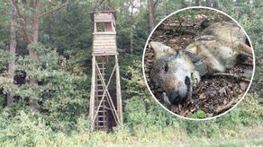 Najbardziej znany wilk z Roztocza został zastrzelony. "Myśliwy doskonale wiedział co robi"