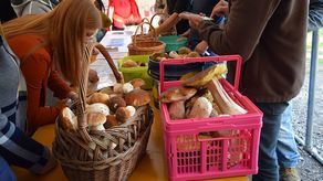 Lubelskie: Mistrzostwa w grzybobraniu. Zwycięzca zebrał 19 kg grzybów [zdjęcia]