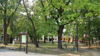 Z inwentaryzacji drzewostanu dołączonej do dokumentacji przetargowej wynika, że wycinka dotyczy też dużych drzew: jesionów (m.in. 190 cm, 196 cm, 201 cm, 211 cm, 233 cm, 224 cm obwodu pnia ), dębów (268 cm), lip (204 cm, 232 cm), klonów (190 cm, 194 cm, 204 cm, 211 cm) oraz kasztanowców (180 cm, 200 cm). Zniknie też „nieestetyczna” brzoza o obwodzie pnia 224 cm
