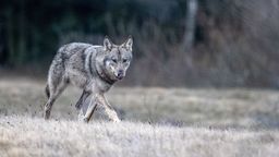 Zamienił dubeltówkę na aparat fotograficzny. "Wymaga więcej umiejętności niż broń" [zdjęcia]