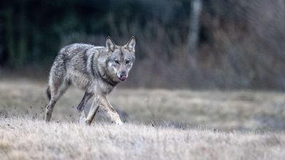 Zamienił dubeltówkę na aparat fotograficzny. "Wymaga więcej umiejętności niż broń" [zdjęcia]