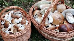 Wysyp grzybów w Lubelskiem. Gdzie najlepiej wybrać się na prawdziwki? [zdjęcia]