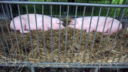 Komitet Regionów przy UE zajmie się ASF. "Chodzi o poszkodowanych rolników i o refundacje dla nich"