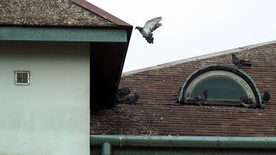 Gołębie – utrapienie mieszkańców bloku przy ul. Akacjowej 26 w Świdniku