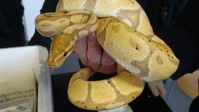 Niecodzienne odkrycie. W busie znajdowało się ponad 100 pytonów i boa