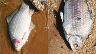 Martwe ryby na plaży nad zalewem w Kraśniku. Próbki zbada laboratorium