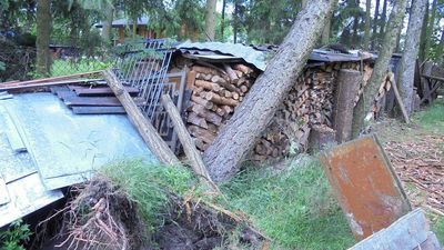 Międzyrzec Podlaski: Mieszkańcu, sprawdź drzewa na swojej posesji