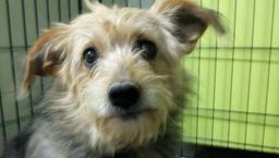 Psia rodzina potrzebuje pomocy. Trwa internetowa zbiórka na Tafi i jej szczeniaki