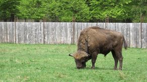 Żubry w rezerwacie w Puszczy Białowieskiej. Do Lasów Janowskich mają trafić w 2021 roku
