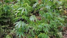 Leśna plantacja marihuany. Uczeń chciał sobie dorobić