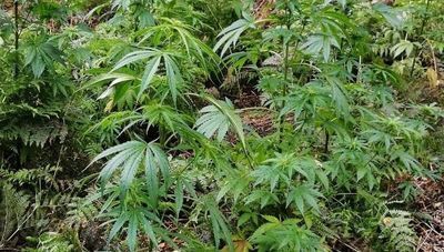 Leśna plantacja marihuany. Uczeń chciał sobie dorobić