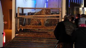 Tygrysy już w Poznaniu. "Skrzywdzone, cierpiące i upodlone"