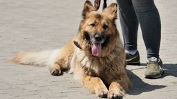 Straż Miejska zamiast mandatów daje woreczki