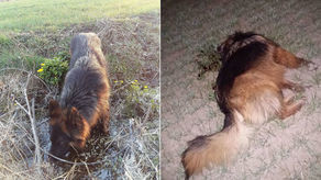 Spacer z psami zamienił się w koszmar. Jeden z jej owczarków dostał kulą prosto w głowę