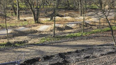 Dzięki przeprojektowaniu układu alejek na terenie odnawianego parku Ludowego ocaleją drzewa
