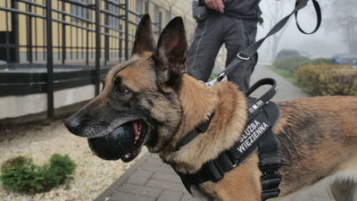 Narta specjalizuje się w wykrywaniu narkotyków. Dzień pracy psa do zadań specjalnych