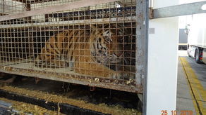 Organizował transport tygrysów w ciasnych klatkach. Zarzuty dla Rosjanina