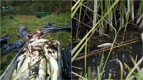 Lubelskie: Codziennie z rzeki wyciągają 100 kilogramów padłych ryb. Już wiadomo co je zabija