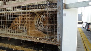 Lubelskie: Wycieńczone tygrysy wciąż uwięzione na granicy. Karmią je kurczakami z marketu