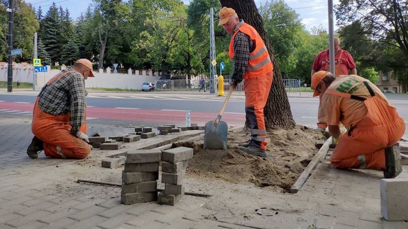 Na ul. Zamojskiej w Lublinie z puli tegorocznego Zielonego Budżetu poprawiono warunki życia drzewom po nieparzystej stronie ulicy<br />
