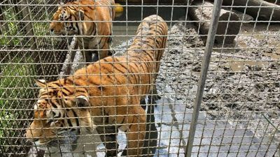 Tygrysy z Włoch, które utknęły w Koroszczynie, trafią do Hiszpanii. Sprawę bada też prokuratura 