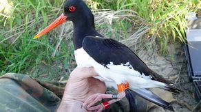 Jak oceniają ornitolodzy Kazik jest dorosły, ma ponad 3 lata. Gdy wróci wiosną do Kazimierza nad Wisłą i odchowa młode, naukowcy zdejmą mu nadajnik
