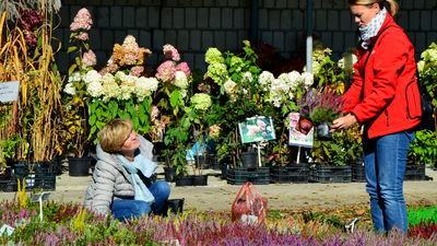 Jesienny Kiermasz w Końskowoli za nami. Miłośnicy ogrodów mieli w czym wybierać [zdjęcia]