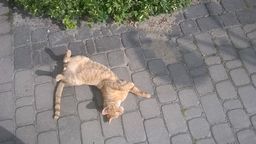 Jesienna piękność szuka domu. Rudasek czeka na nowego właściciela