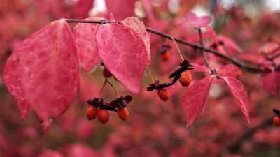 "Skąd jesień swoje barwy niesie?" - spacer po Ogrodzie Botanicznym