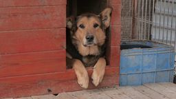Sytuacja w schronisku w Krzesimowie jest krytyczna. Potrzebna pomoc dla psów