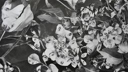 "Atlas chwastów" - wystawa w Labiryncie