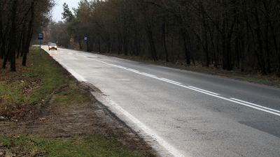 Na tych drogach w powiecie puławskim najczęściej można spotkać dzikie zwierzęta