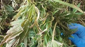 2,5-metrowie konopie rosły na torfowisku pod Lublinem