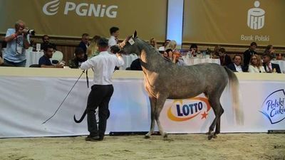 Po raz szósty przedłużono śledztwo dot. stadniny koni w Janowie Podlaskim. Dlaczego?