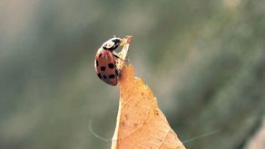 biedronki mają dużą różnorodność ubarwienia (nazywa się to polimorfizmem), liczba ich odmian jest bardzo duża. Niektóre są całe czarne, inne w ogóle nie mają kropek, niektóre są roślinożerne, grzybożerne albo drapieżne.