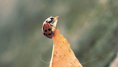 biedronki mają dużą różnorodność ubarwienia (nazywa się to polimorfizmem), liczba ich odmian jest bardzo duża. Niektóre są całe czarne, inne w ogóle nie mają kropek, niektóre są roślinożerne, grzybożerne albo drapieżne.