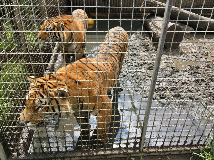 Poznańskie zoo zbiera pieniądze na podniesienie płotu na wybiegu kwarantannowo-rehabilitacyjnym, który zapewni bezpieczeństwo zwierzętom