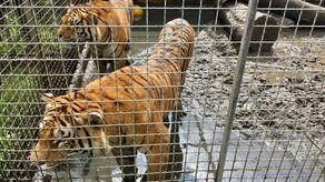 Poznańskie zoo zbiera pieniądze na podniesienie płotu na wybiegu kwarantannowo-rehabilitacyjnym, który zapewni bezpieczeństwo zwierzętom