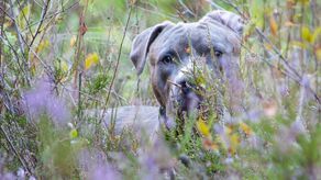 Wstrząsające odkrycie w mieszkaniu w Lublinie. Pies odgryzł głowę mężczyźnie