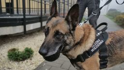 "N" jak narkotyki. Narta pracuje w Areszcie Śledczym w Lublinie