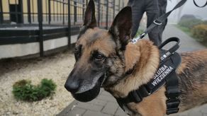 "N" jak narkotyki. Narta pracuje w Areszcie Śledczym w Lublinie