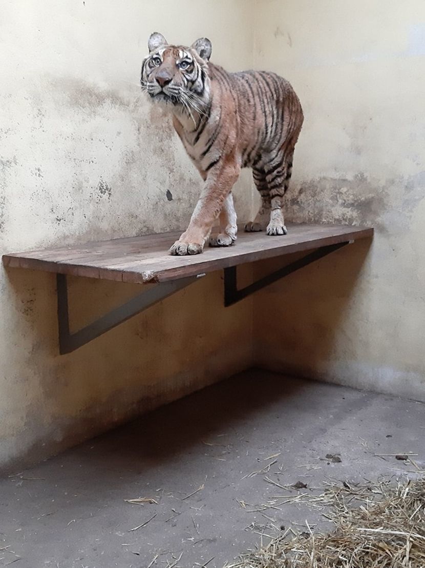 Tygrysy są teraz w poznańskim ZOO 
