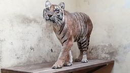 Tygrysy są teraz w poznańskim ZOO 