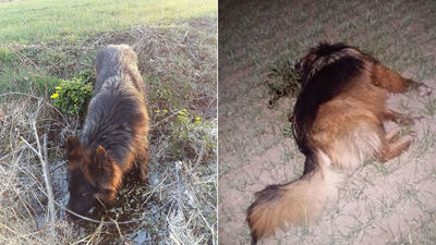 Pies dostał kulą prosto w głowę